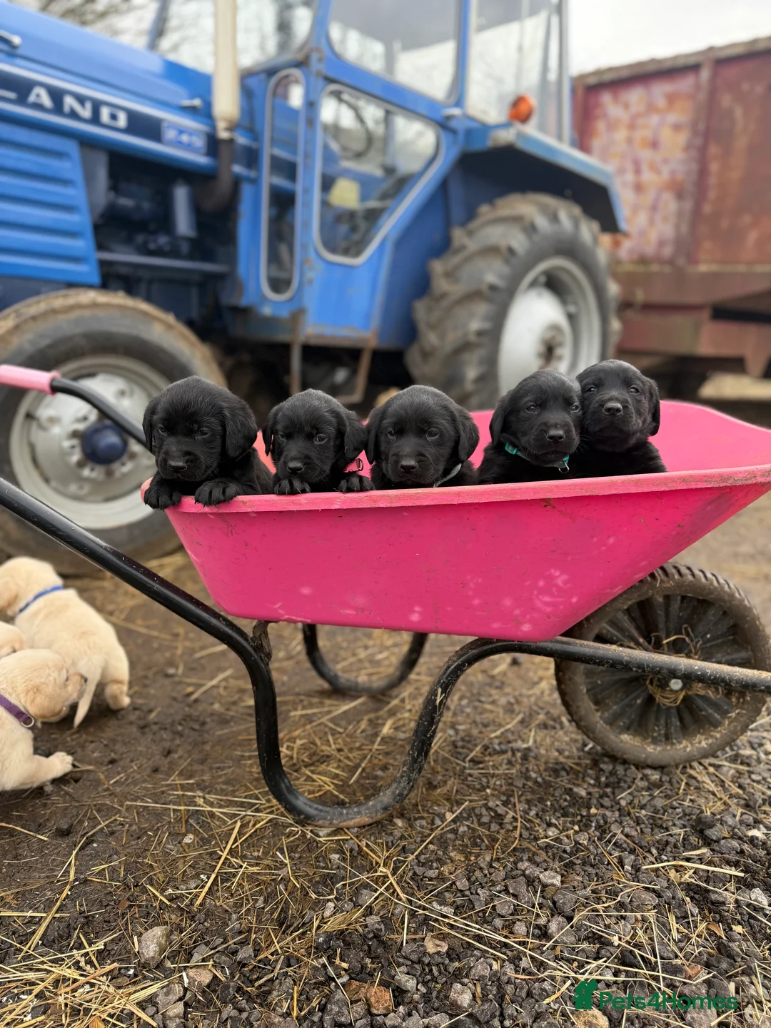 Labrador Retriever dogs for sale: Labrador retriever pups for sale black and gold X in Newark - Advert 18