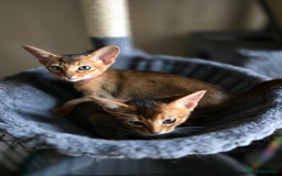 Abyssinian cats for sale: ⭐️Stunning Pedigree Abyssinian Kittens⭐ - Image 21