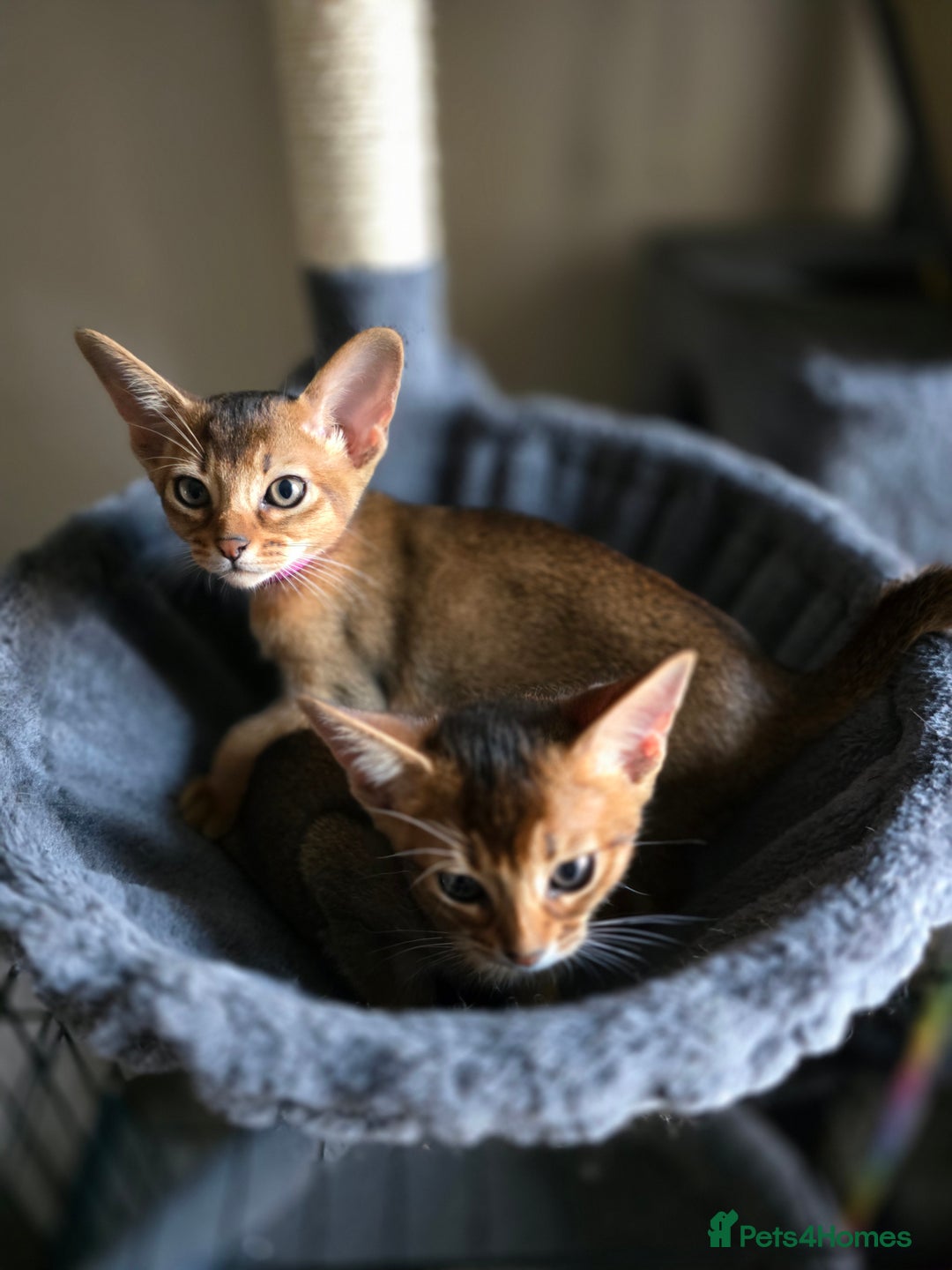 Abyssinian cats for sale: ⭐️Stunning Pedigree Abyssinian Kittens⭐ - Image 21