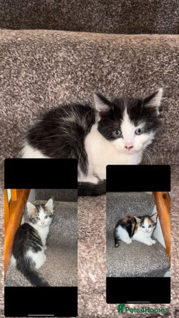 British Longhair cats - Advert 1