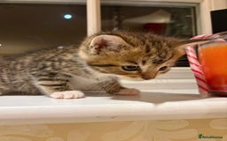 Mixed Breed cats for sale: 3 gorgeous boys mix breed - Image 20