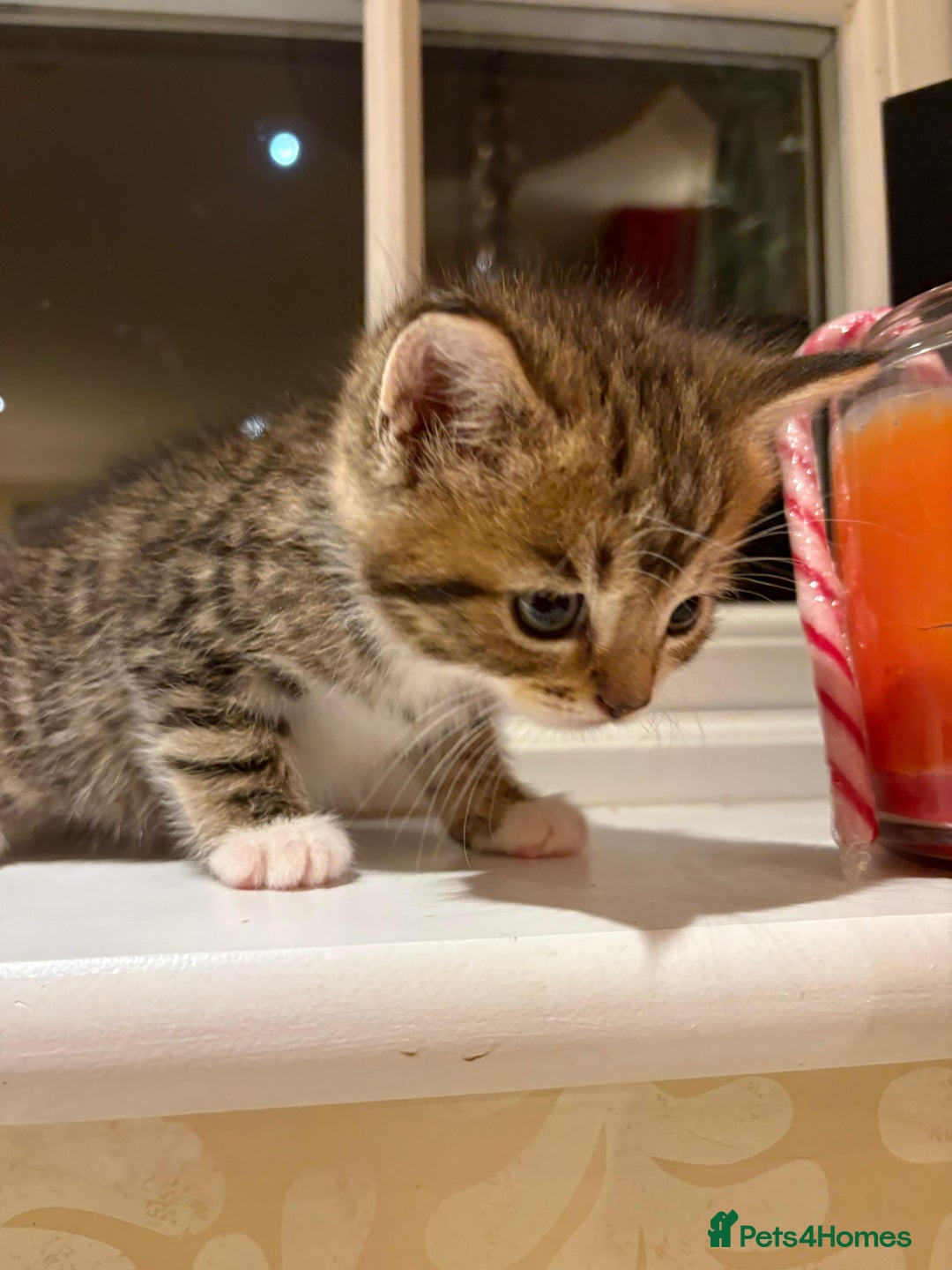 Mixed Breed cats for sale: 3 gorgeous boys mix breed - Image 20