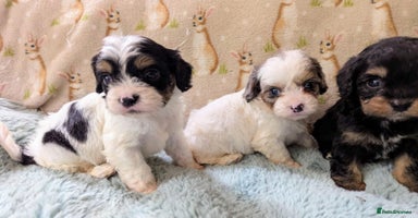 Cavapoo dogs - Advert 2