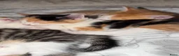 Maine Coon cats for sale: Mainecoon kittens  - Advert 11