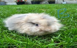 Lionhead rabbits for sale: Lionhead Rabbits For Sale  - Advert 20
