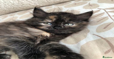 Siberian cats - Advert 11