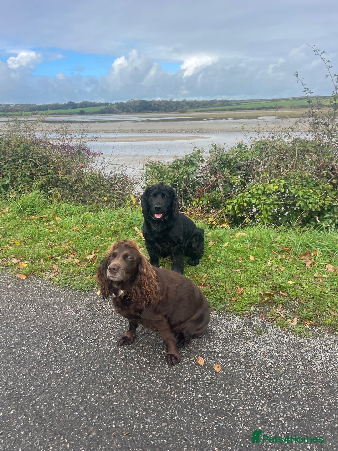 Cocker Spaniel dogs for sale: 2 working cocker puppies  - Advert 27