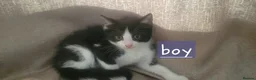 Mixed Breed cats for sale: Kitten ready now - Advert 5