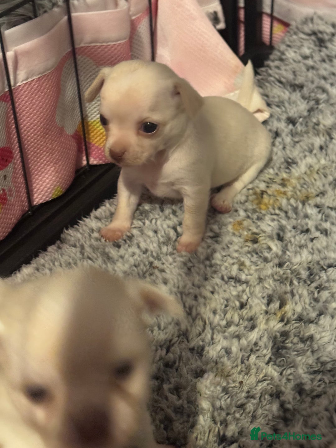Chihuahua dogs for sale: Double chocolate platinum baby’s  - Image 13