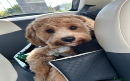 Cavapoo dogs for sale: 6 month old Trained boy Cavapoo - Image 2