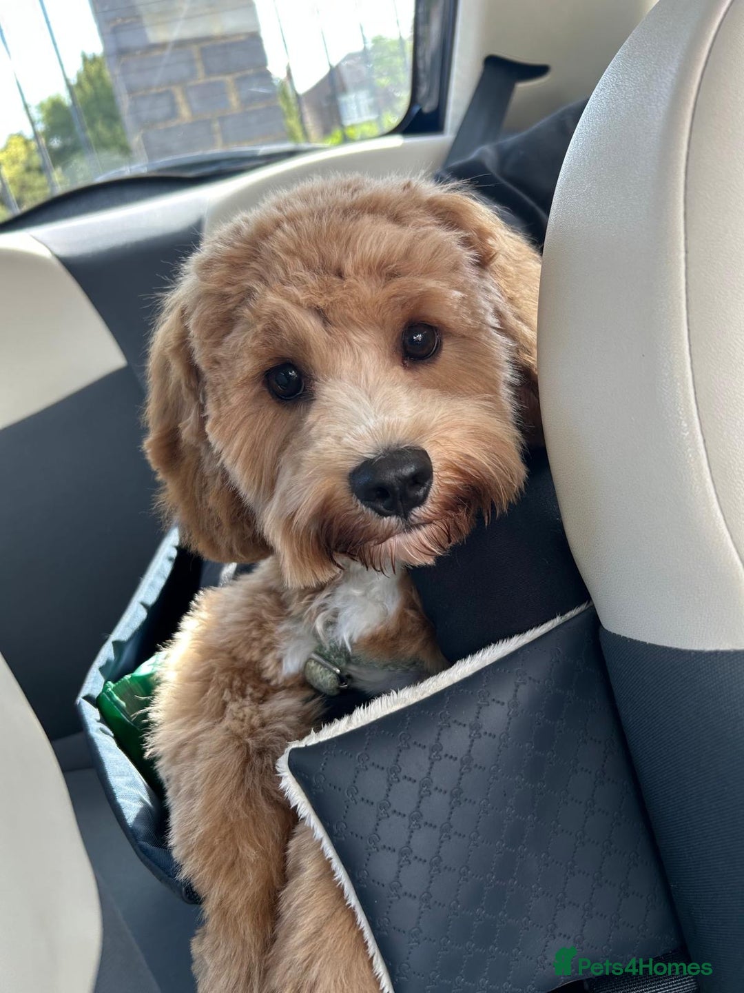 Cavapoo dogs for sale: 6 month old Trained boy Cavapoo - Image 2