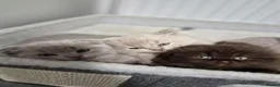 Scottish Fold cats for sale: Scottish fold and stright kittens  - Advert 9