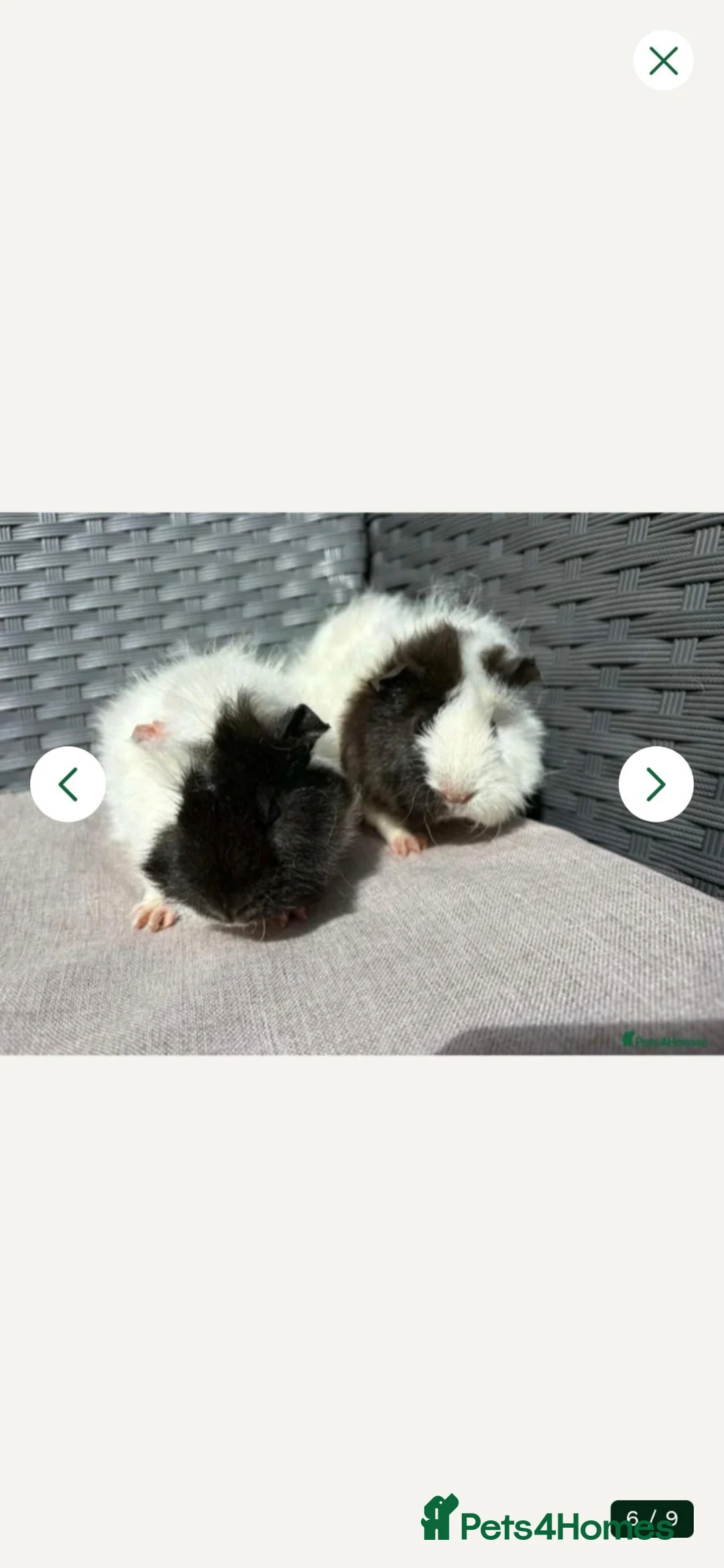 Guinea Pig rodents for sale: 2 x female guinea pigs - Advert 3