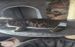 Turkish Angora cats for sale: Turkish angora cross Bengal  - Image 30