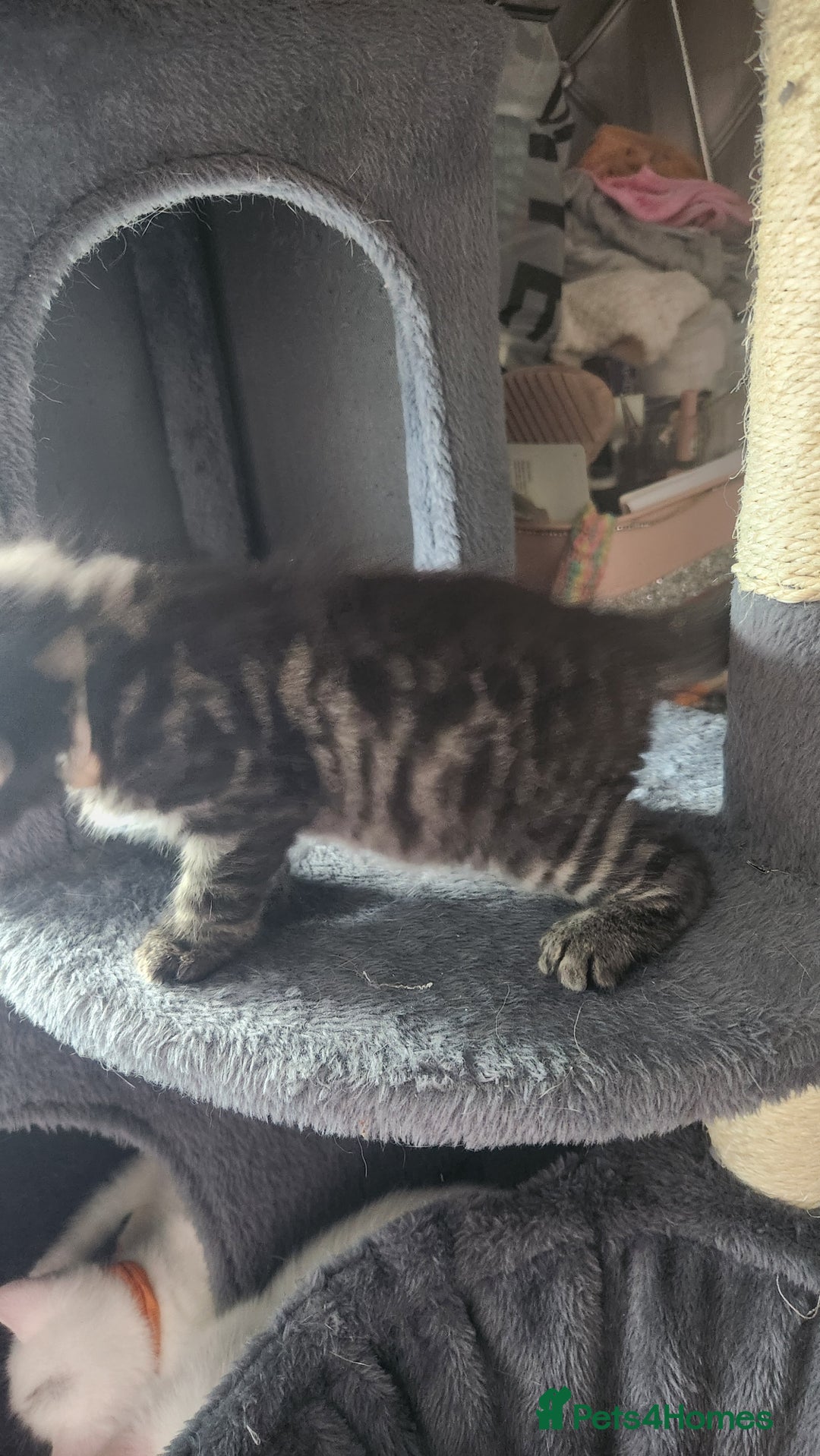Turkish Angora cats for sale: Turkish angora cross Bengal  - Image 30
