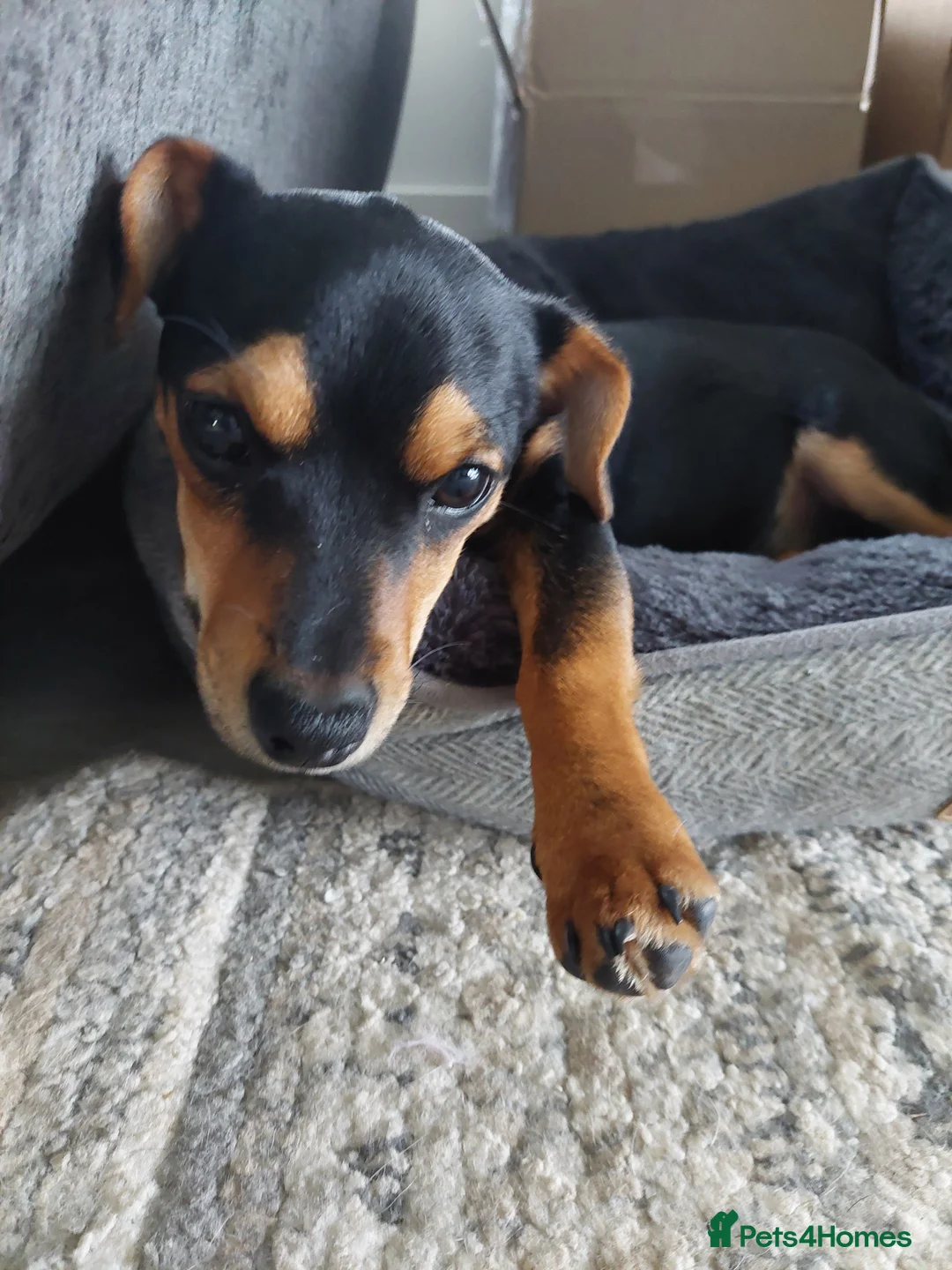 Jack Russell dogs for sale: Female Jack Russell For Sale - Advert 1