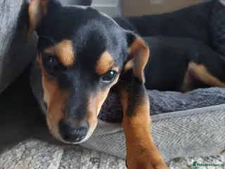 Jack Russell dogs Female Jack Russell For Sale - Advert 5