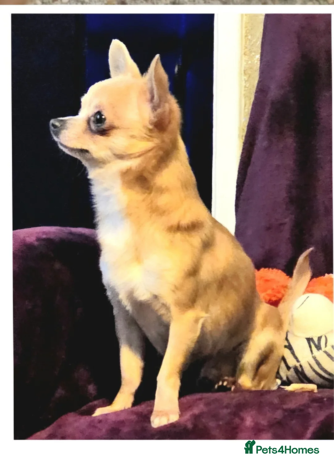Chihuahua dogs for sale: CHIHUAHUA* Adult *TINY Male & TINY POM Female  - Advert 6