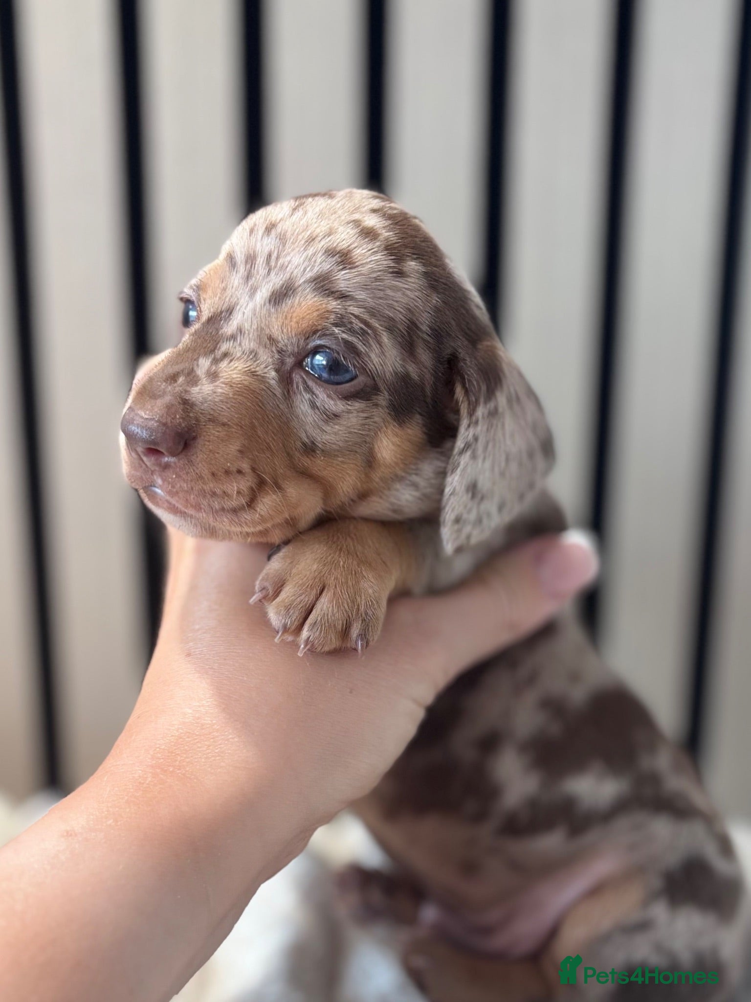 Miniature Dachshund dogs Stunning Miniature Dachshund Boys - Advert 1