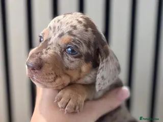 Miniature Dachshund dogs Stunning Miniature Dachshund Boys - Advert 1