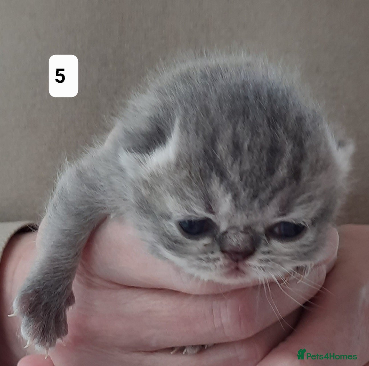 Persian cats GCCF Registered 3 Persian and 2 Exotic kittens - Advert 13