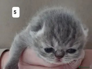 Persian cats GCCF Registered 3 Persian and 2 Exotic kittens - Advert 13