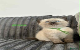 Ragdoll cats for sale: 5 Adorable Ragdoll Kittens🐾 - Image 18