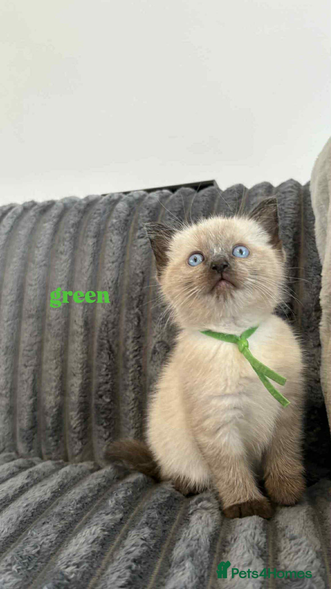 Ragdoll cats for sale: 5 Adorable Ragdoll Kittens🐾 - Image 18