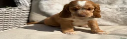 Cocker Spaniel dogs for sale: Stunning cocker pups kc reg ready now - Advert 10
