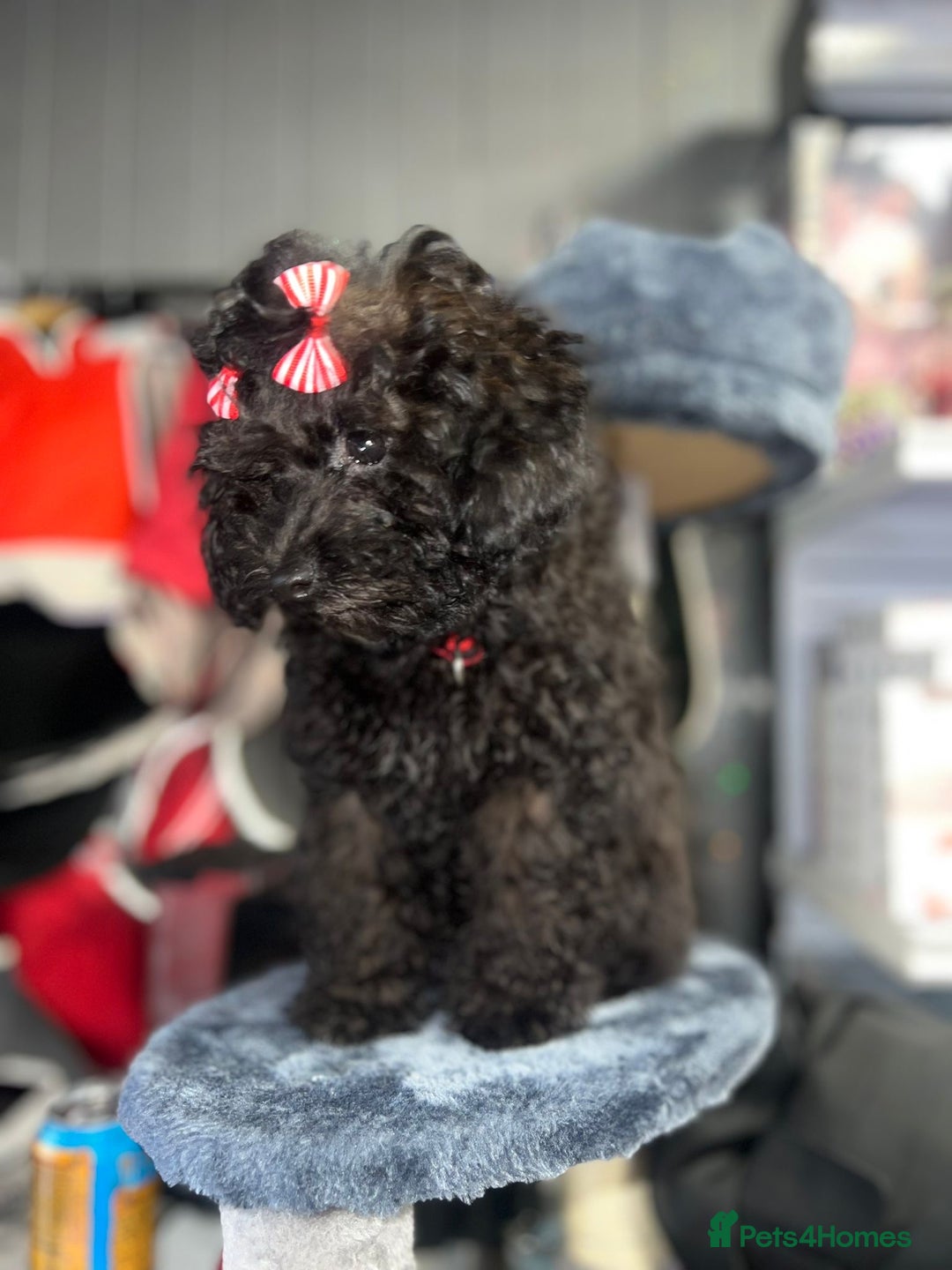 Mixed Breed dogs for sale: Asian toy poodle black boy  - Image 1