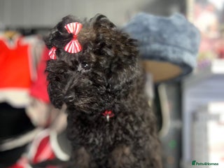 Mixed Breed dogs for sale - Advert 1