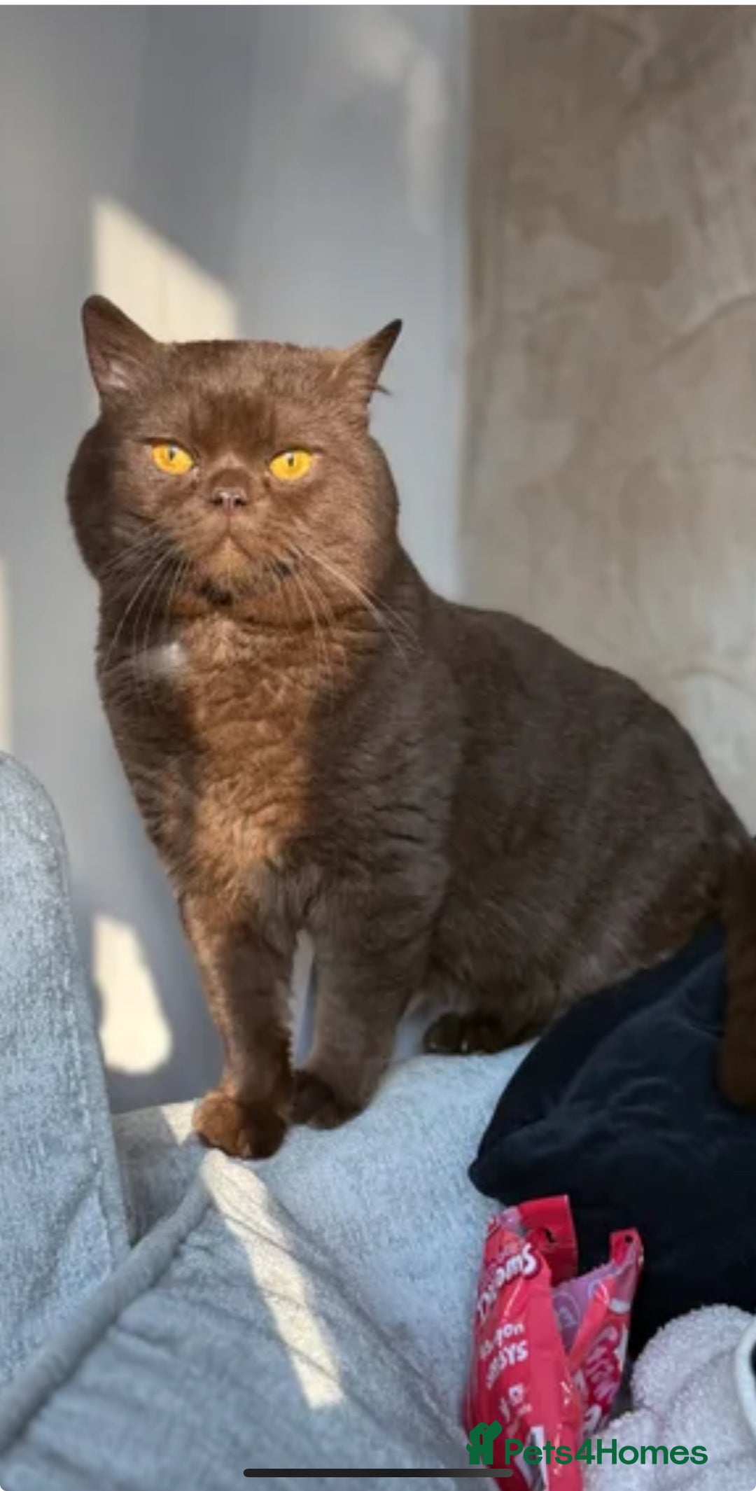 British Shorthair cats for sale: White -chocolate  - Advert 8