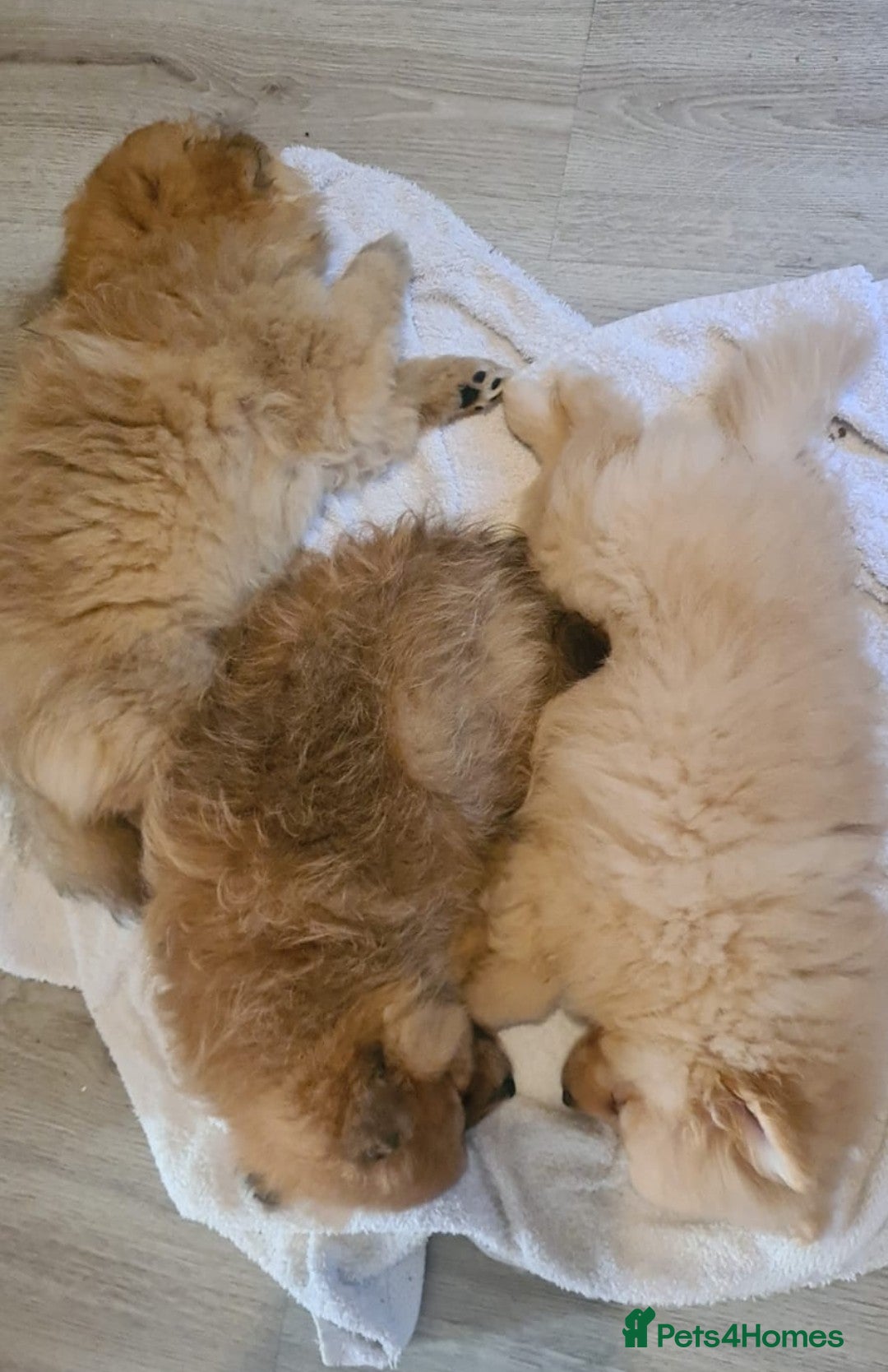 Pomeranian dogs for sale: 3 female pomeranian puppies  - Advert 3