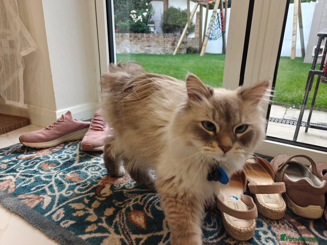 Siberian cats for sale: Siberian – Loyal, Powerful, and Full of Character - Image 4