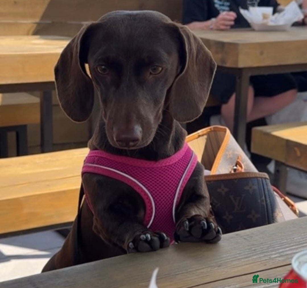 Miniature Dachshund dogs for sale: Beautiful mini dachshund puppies😍 - Image 1