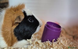 Guinea Pig rodents for sale: Tom & Jerry Guinea pigs - Image 5