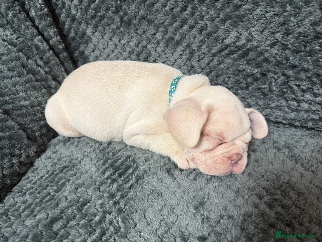 French Bulldog dogs for sale: Cream/ platinum French Bulldog puppy , ready now❤️ - Advert 6