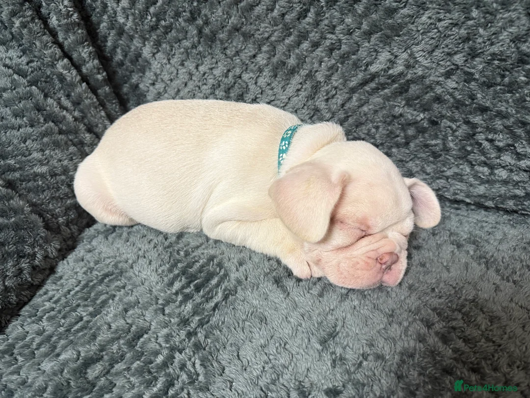 French Bulldog dogs for sale: Cream/ platinum French Bulldog puppy , ready now❤️ - Advert 13