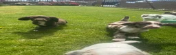 Sprocker dogs for sale: Beautiful Sprocker Puppies  - Advert 15