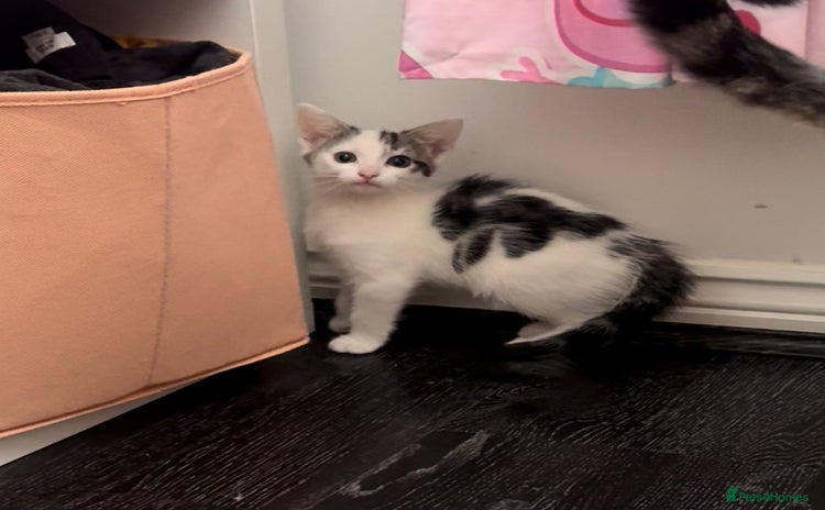 Domestic Shorthair cats - Advert 2