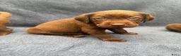 Labrador Retriever dogs for sale: READY NOW 1 Male Chocolate Labrador Puppy - Advert 14