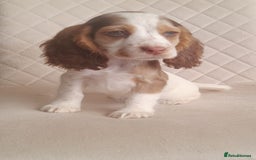 Cocker Spaniel dogs for sale: Beautiful cocker spaniel puppy’s  - Advert 7