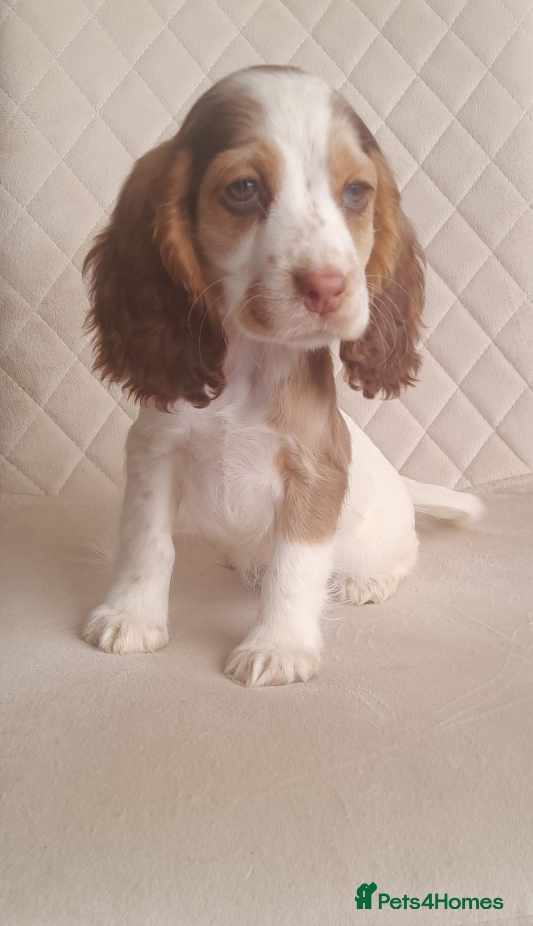 Cocker Spaniel dogs for sale: Beautiful cocker spaniel puppy’s  - Advert 7