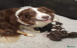 Border Collie dogs for sale: Red Tri Border Collie Pups Parents Health Tested - Image 2