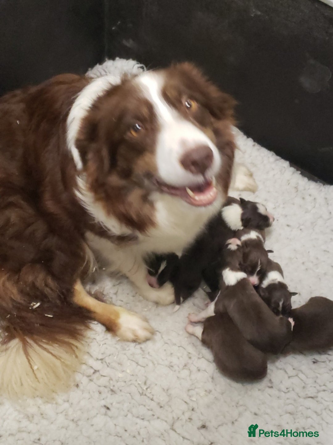 Border Collie dogs for sale: Red Tri Border Collie Pups Parents Health Tested - Image 2