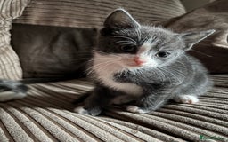 Mixed Breed cats for sale: Kittens for sale  - Image 17