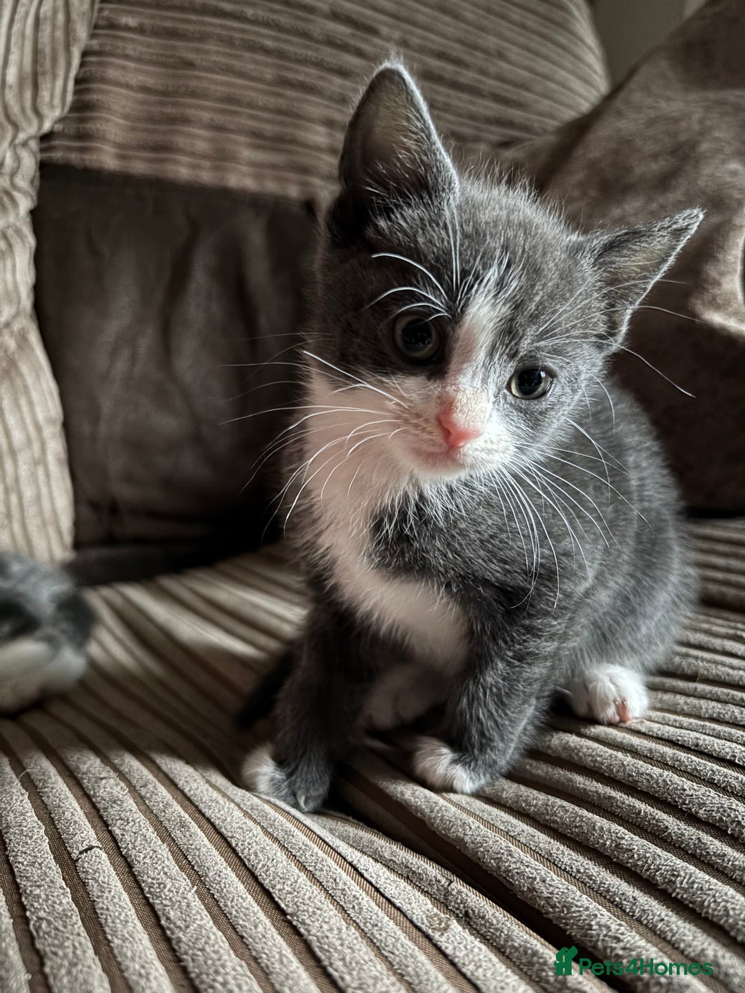 Mixed Breed cats for sale: Kittens for sale  - Image 17
