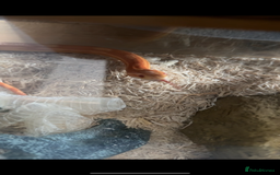 Corn Snake reptiles for sale: Corn snake  - Image 2