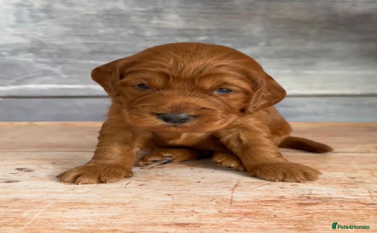 Cockapoo dogs - Advert 2