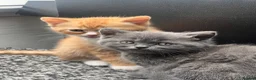 Birman cats for sale: Birman cat - Advert 14